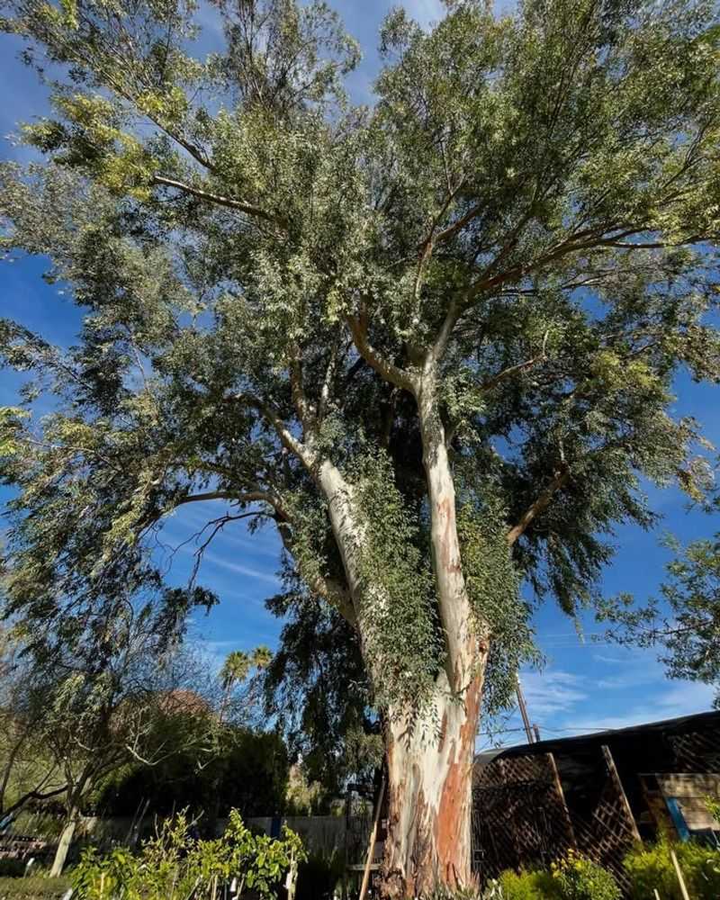 Eucalyptus