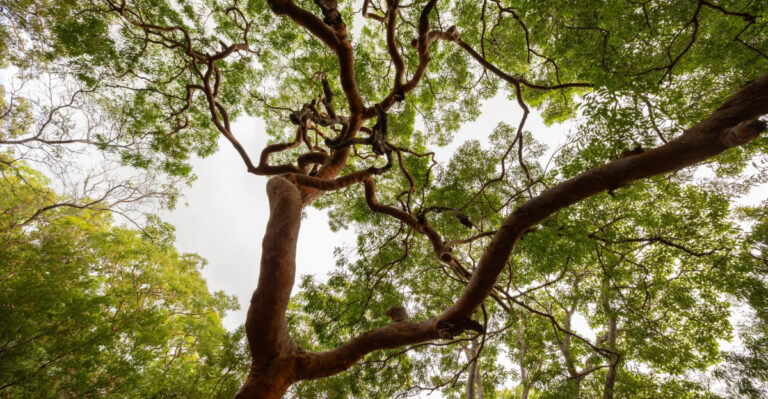 tree (featured image)