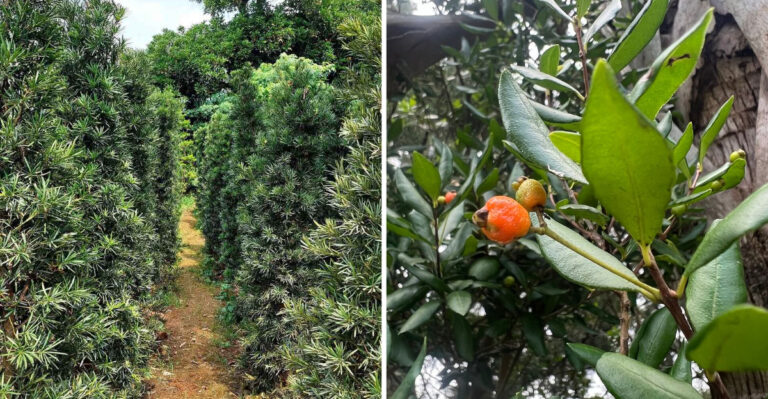 Podocarpus and Simpson's Stopper