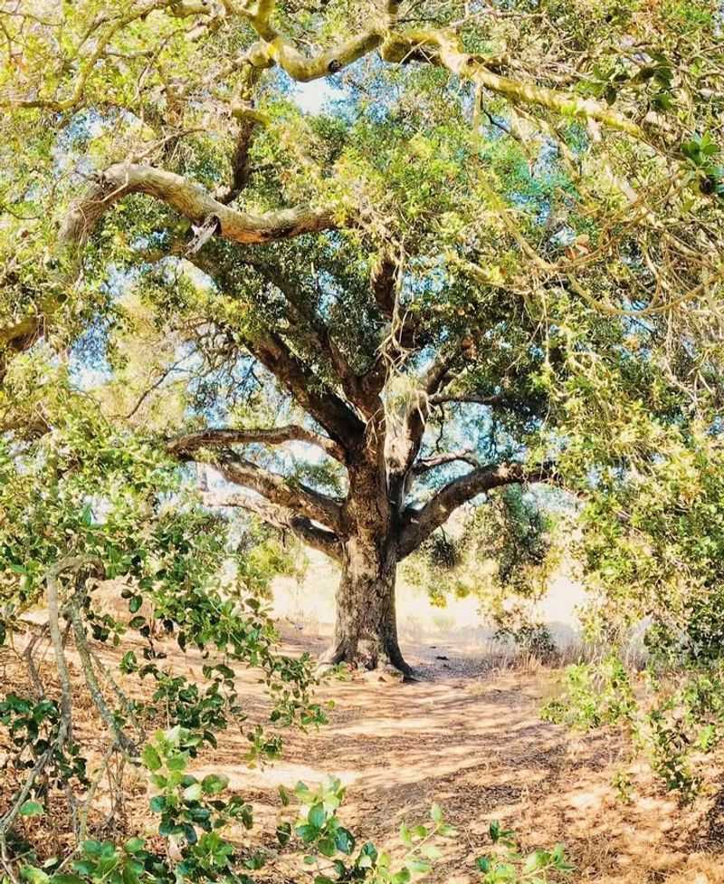 Coast Live Oak (Quercus Agrifolia)
