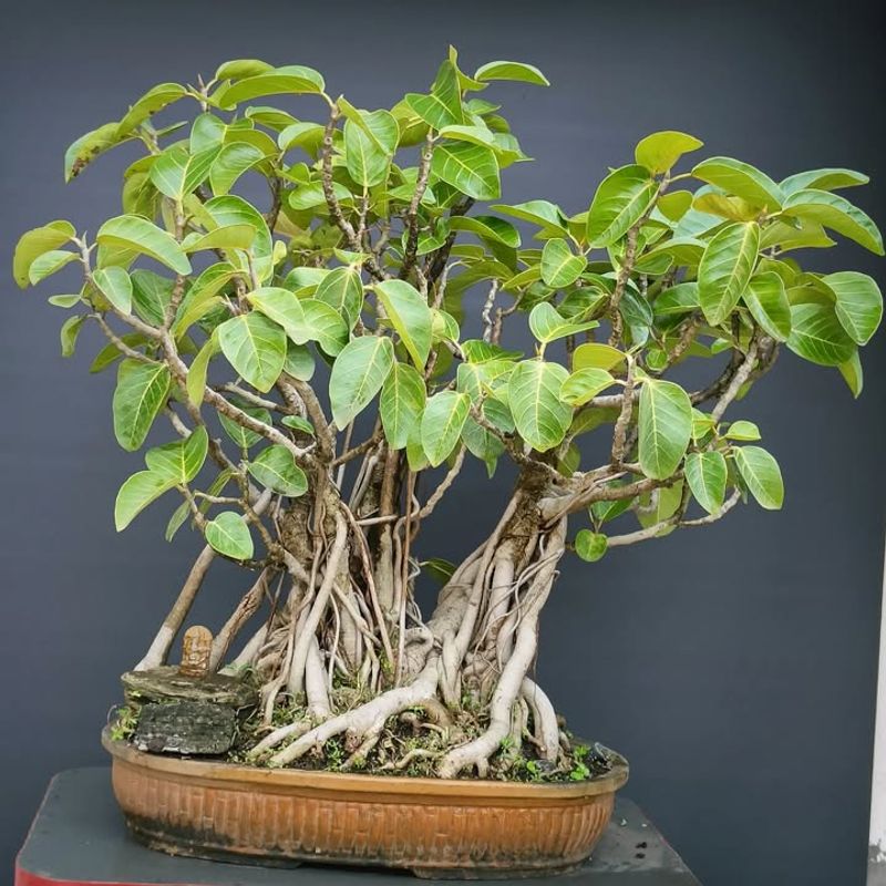 Ficus Retusa (Chinese Banyan)