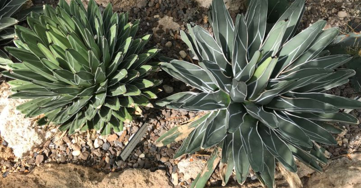 plants (featured image)