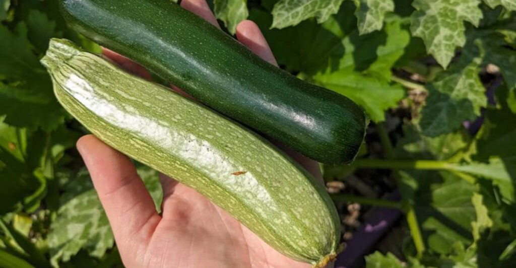 GROWING VEGETABLES IN EASTERN WASHINGTON visual data 3