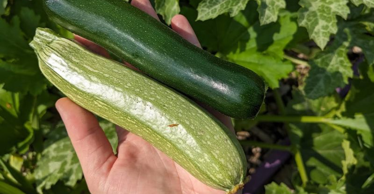 zucchini