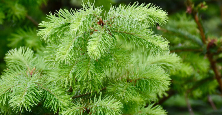 tree (featured image)