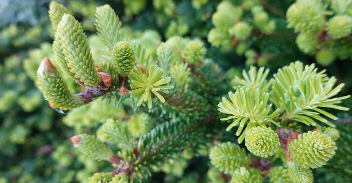 tree (featured image)