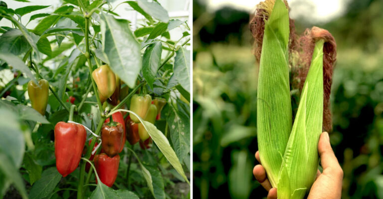 pepper and corn vegetable
