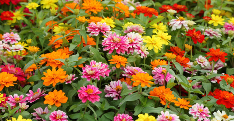 zinnias (featured image)