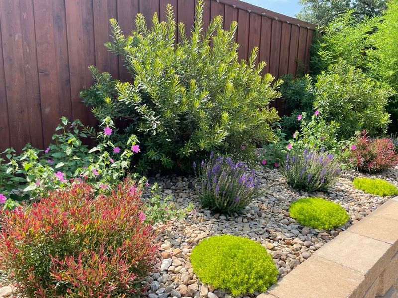 Native Texas Plants and Grasses