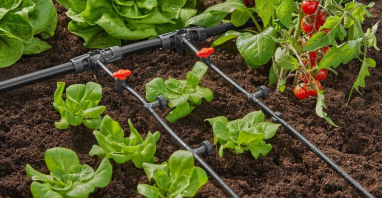 vegetables (featured image)