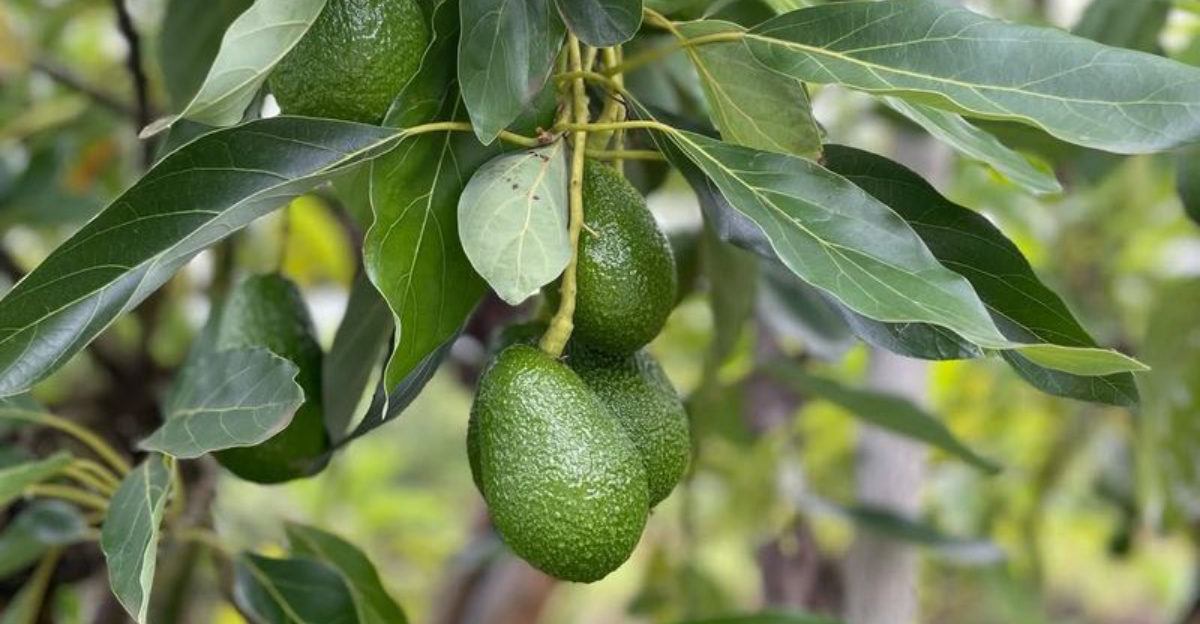 dwarf avocado fruit tree