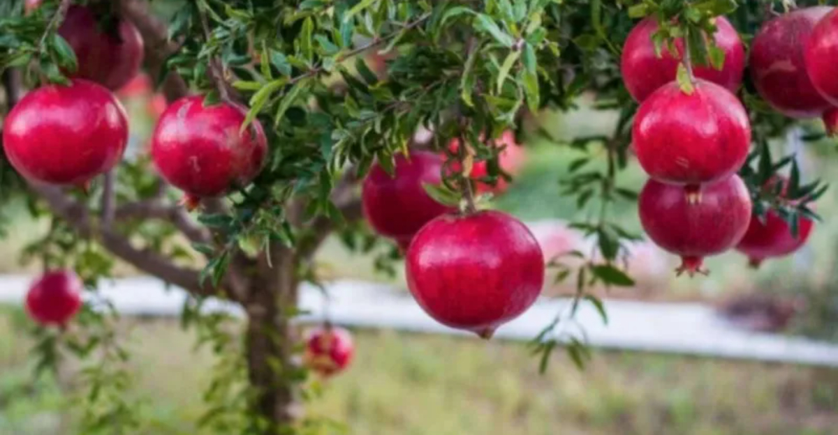 9 Fruit Trees That Stay Small But Provide Texas Gardeners With Big Harvests