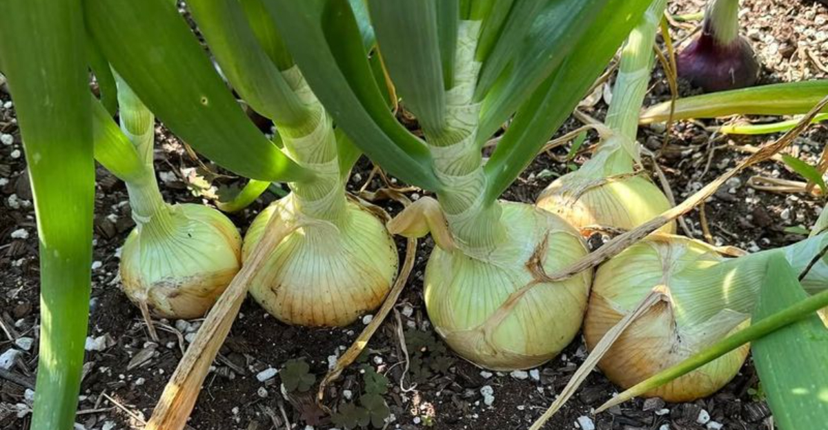 onions (featured image)