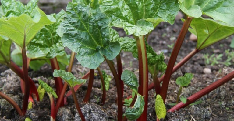 rhubarb