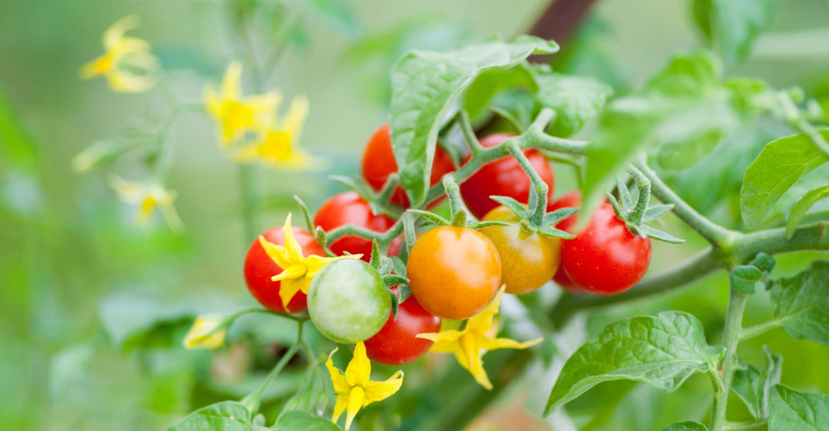 tomatoes (featured image)