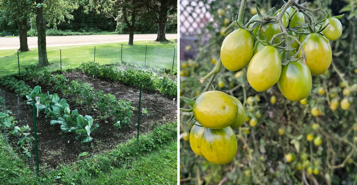 vegetable garden and tomato plant fruit