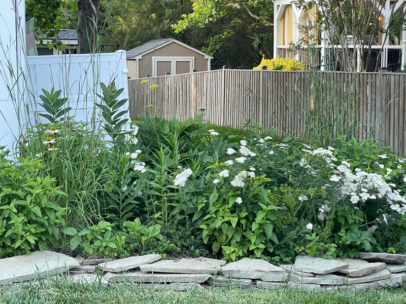 Native Plant Gardens Replace Traditional Lawns