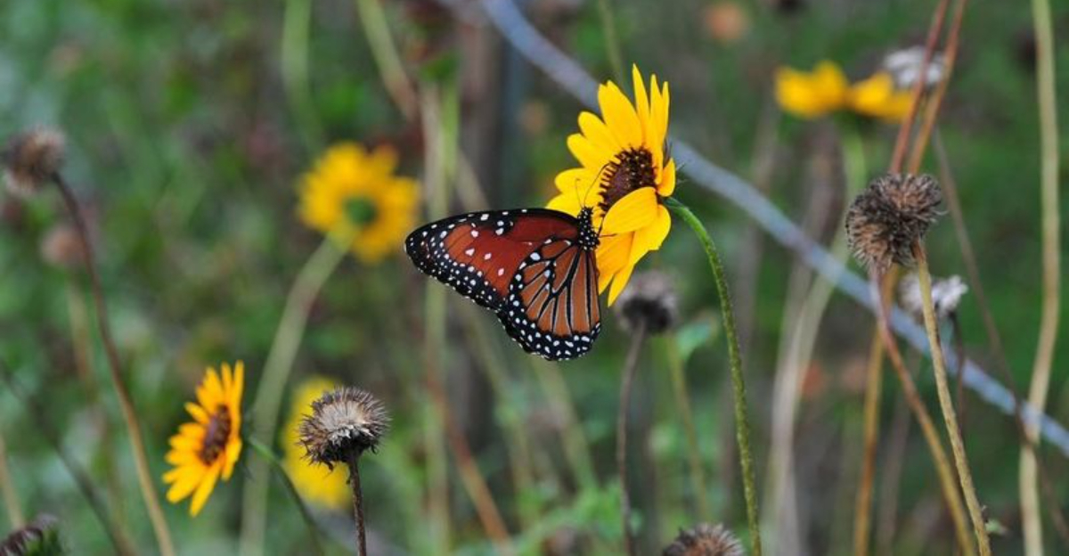 9 Gardening Trends Changing Suburban North Carolina Yards In 2026