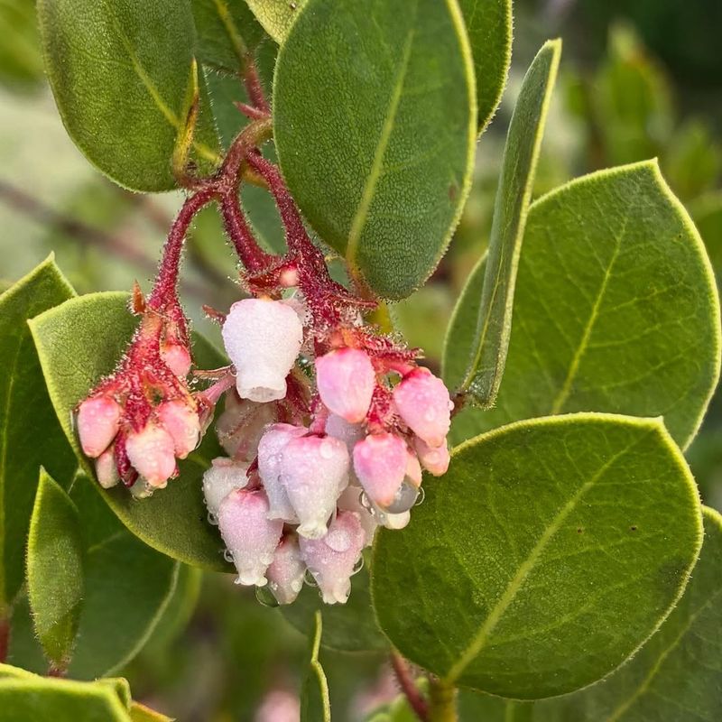 Climate-Resilient Planting Becomes The New Normal