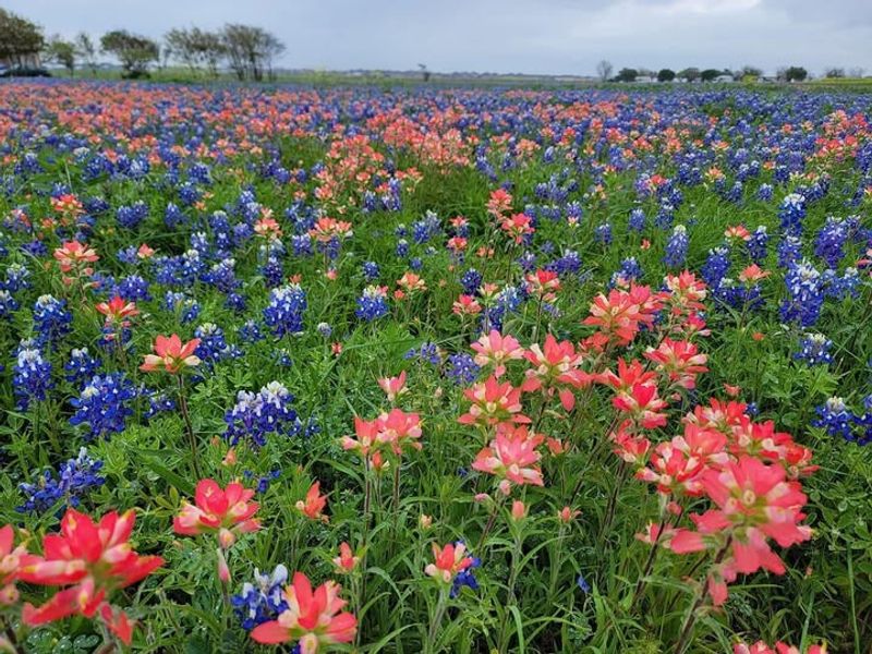 Native Texas Plant Gardens