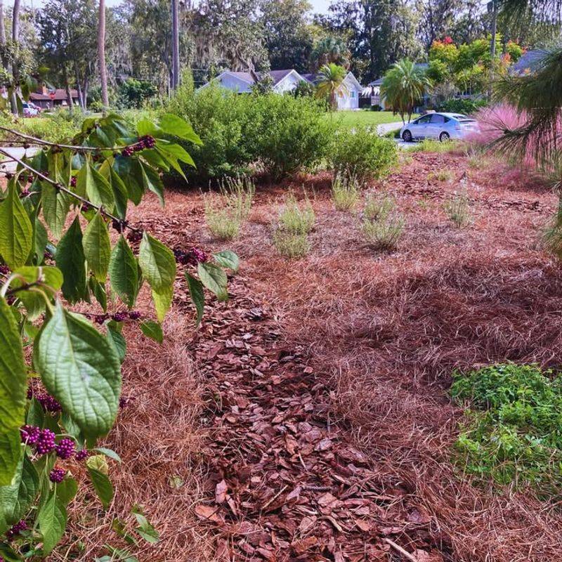 Native Plant Gardens