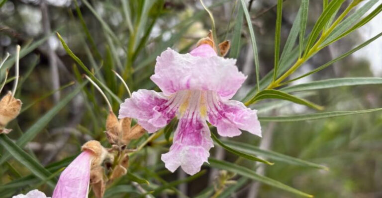 Desert Willow