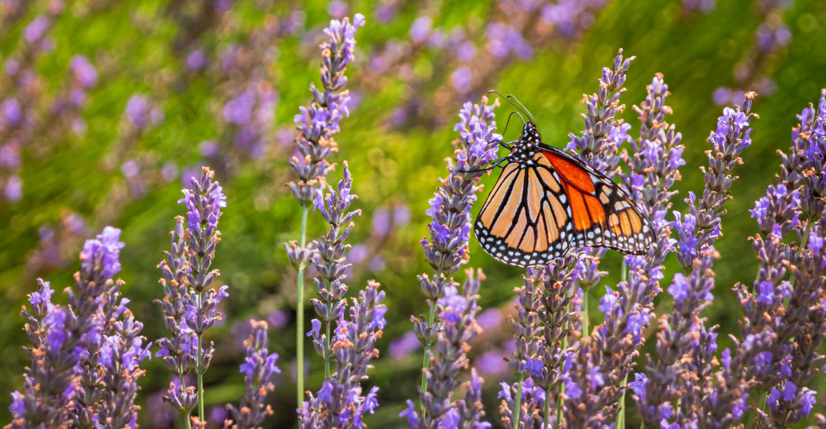 Butterfly on lavender plant Butterflies