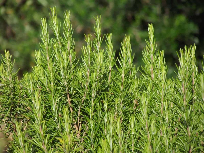 Rosemary Brings Mediterranean Flavor To Your Garden