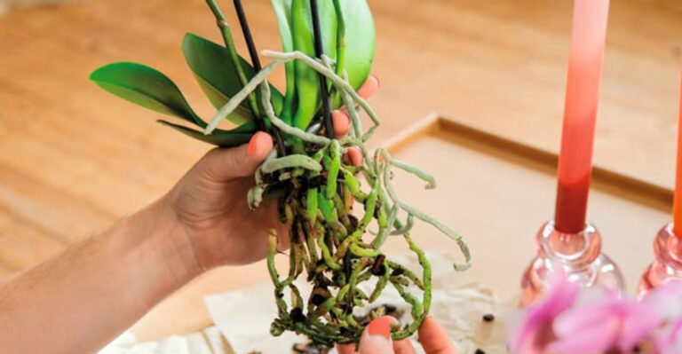 houseplants (featured image)