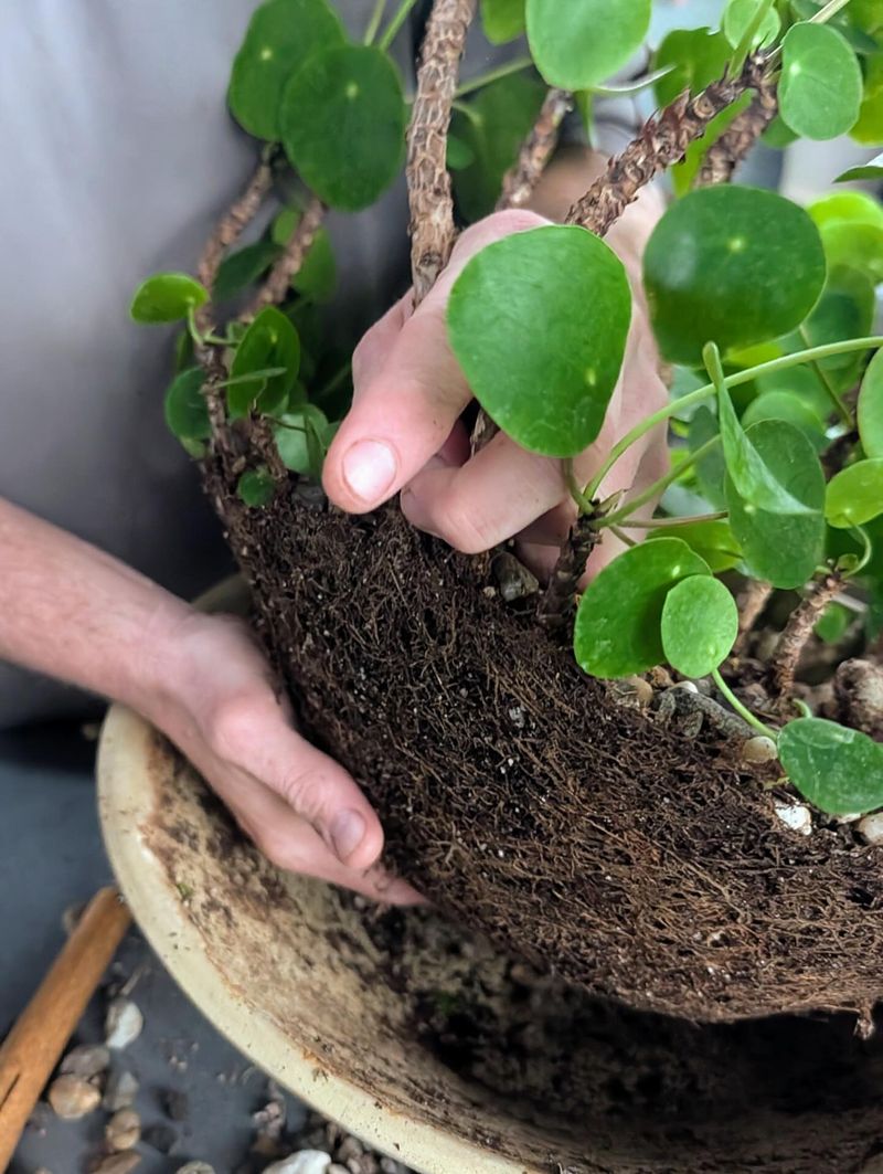 Watering Only When the Soil Actually Needs It