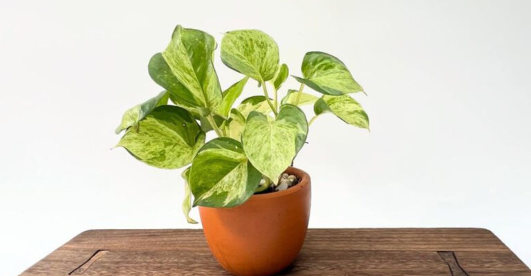houseplant (featured image)