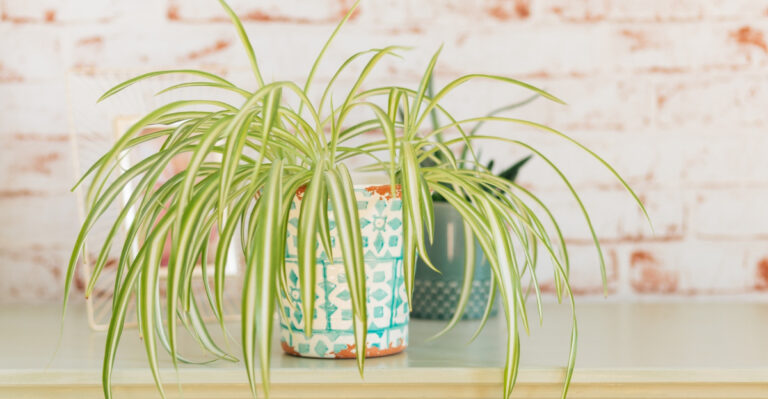 spider plant (featured image)