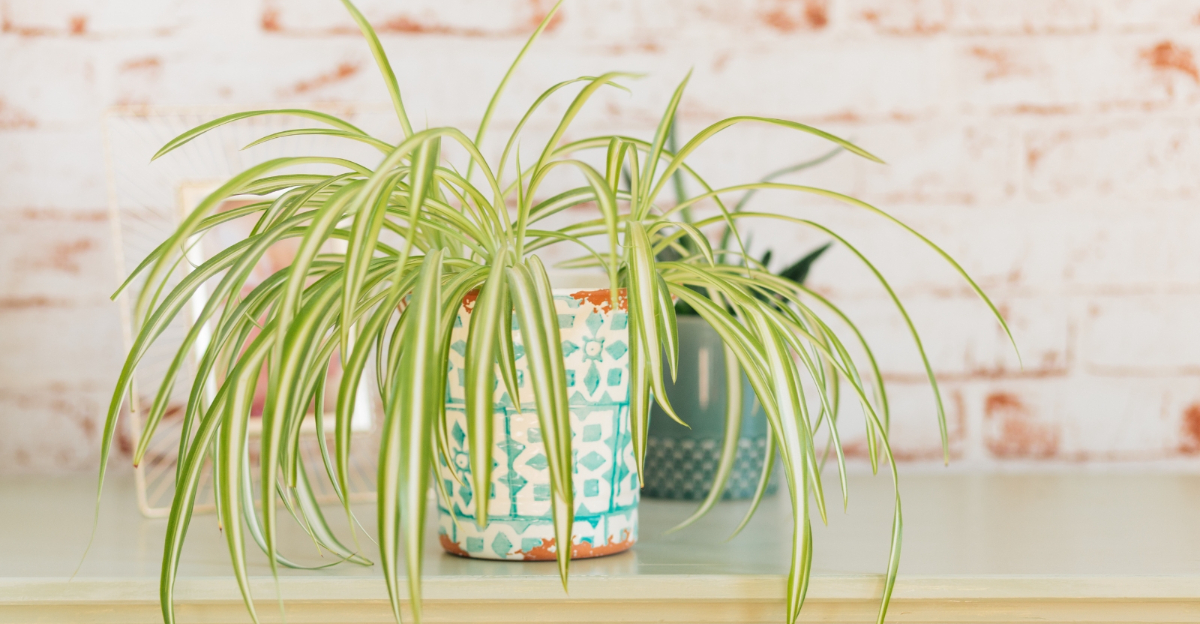 spider plant (featured image)