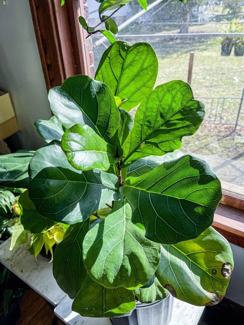 Fiddle Leaf Fig