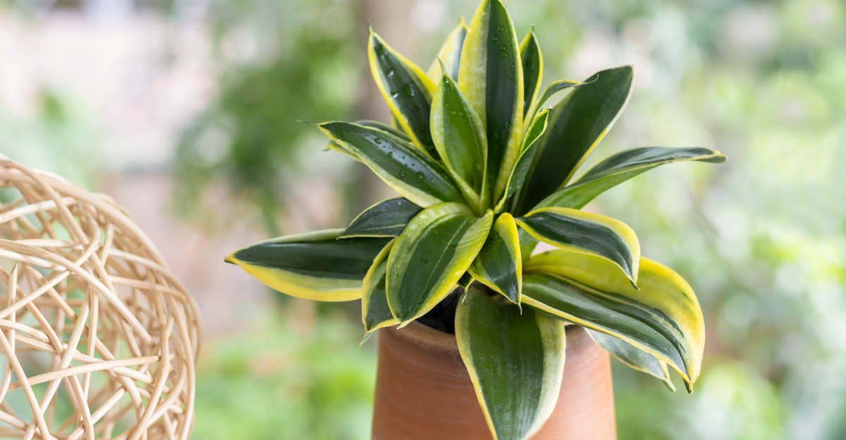 snake plant (featured image)