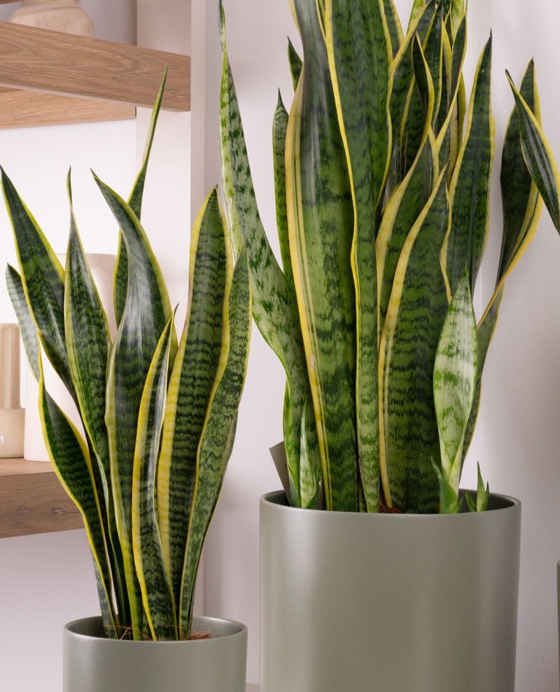 Snake Plant