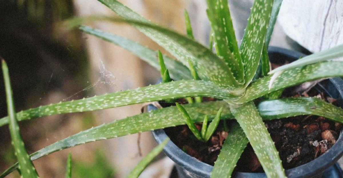 aloe vera