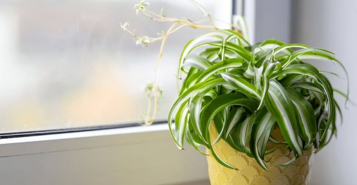 spider plant