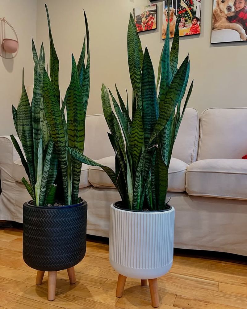 Snake Plant