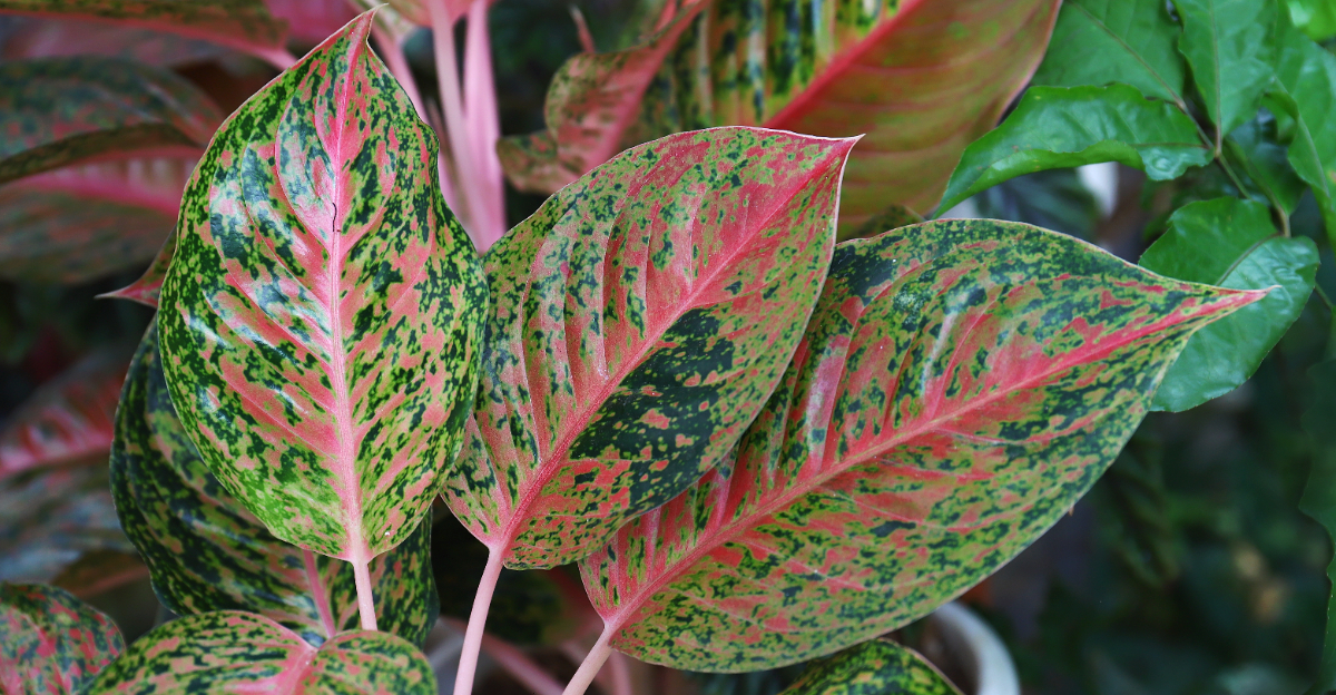 houseplant (featured image)