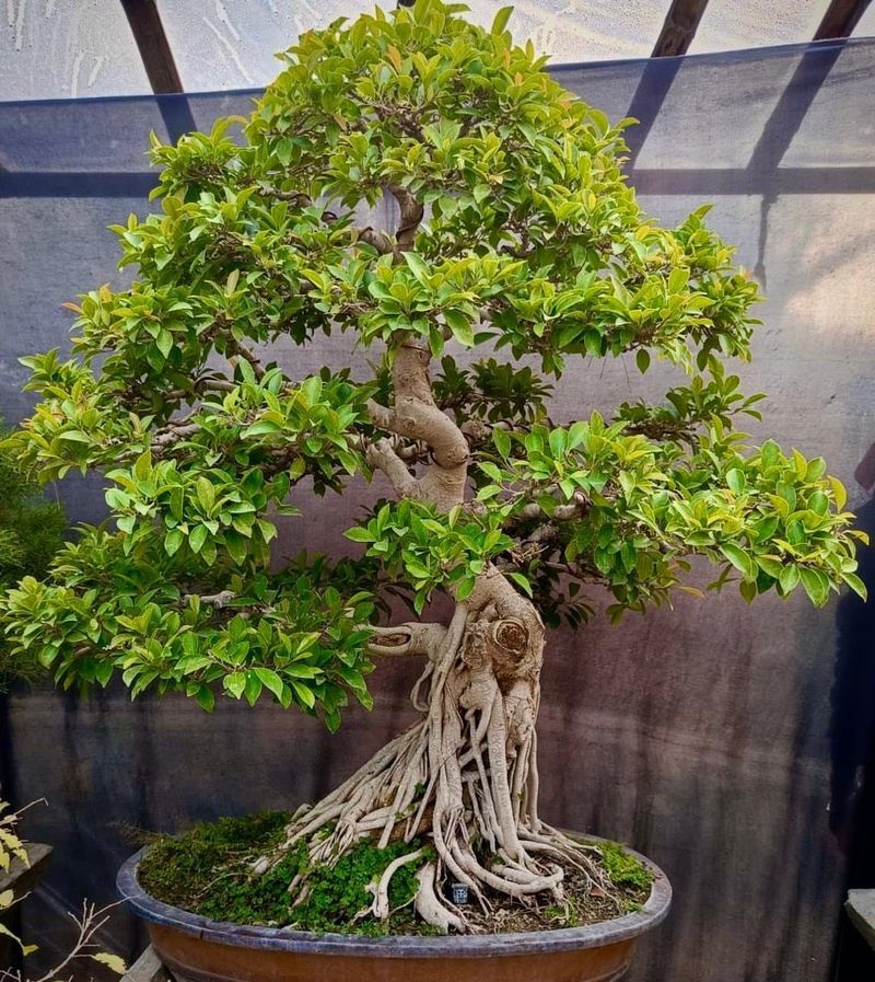 Ficus Retusa