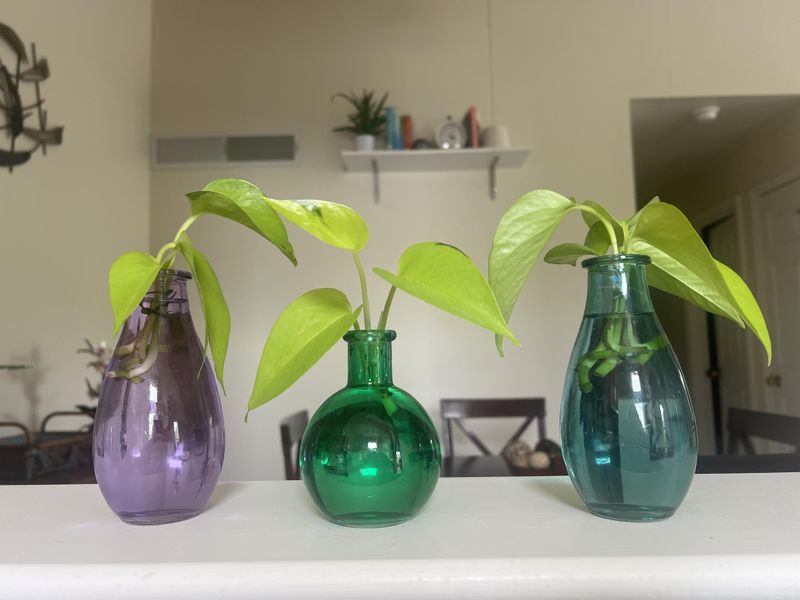 Water Rooting Pothos Cuttings