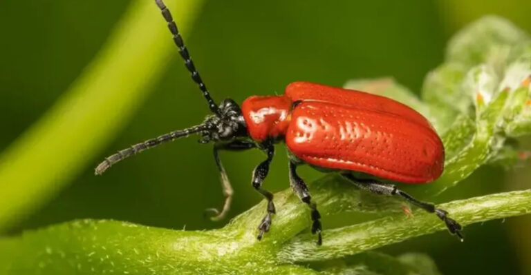 lily leaf beetle