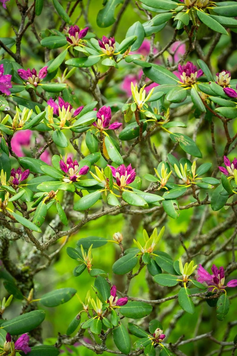 Cutting Spring-Blooming Shrubs Too Early