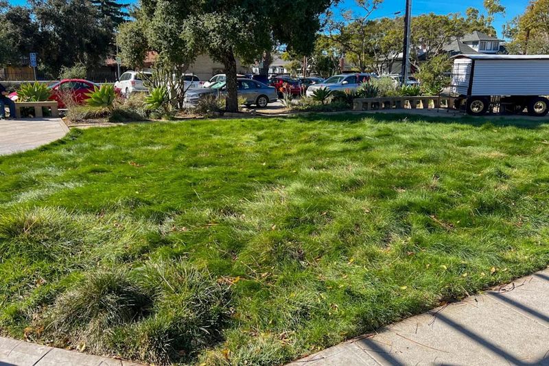 Non-Native Grass Lawns That Guzzle Water