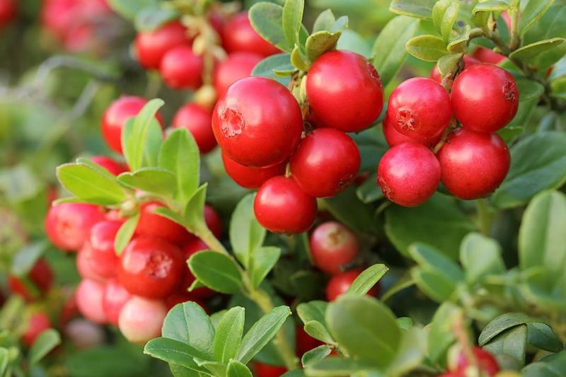 Red Huckleberry
