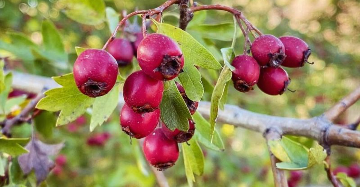 9 Native Berry Shrubs That Keep Oregon Wildlife Coming Back