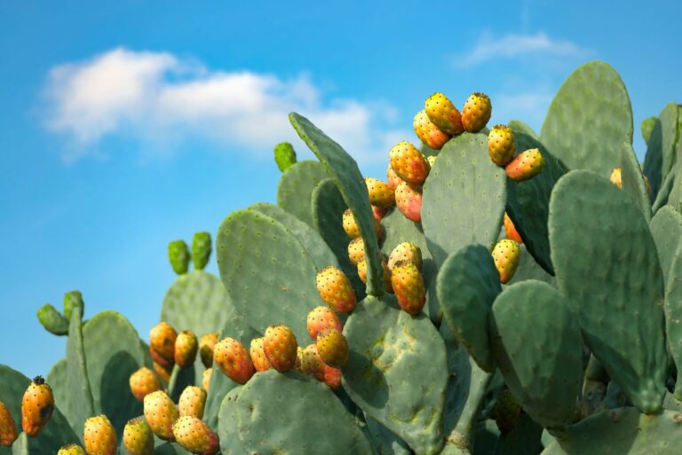 prickly pear cactus