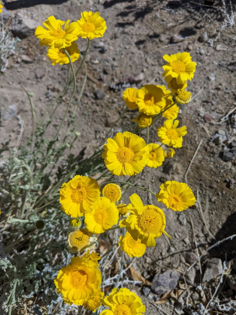 Desert Marigold