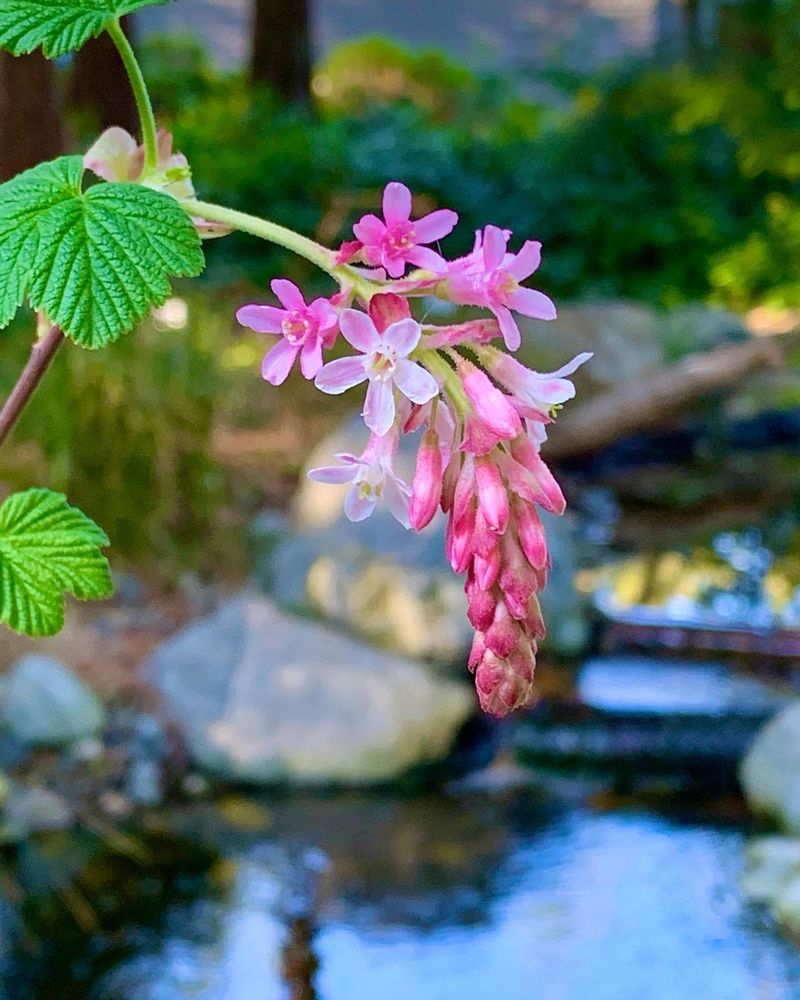 1. Red-Flowering Currant (Ribes sanguineum)